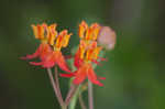 Fewflowered milkweed